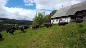 Seit 2013 gibt es nahe von Peter Rosegger´s Waldheimat 20 Tux-Zillertaler Rinder auf dem Betrieb der Familie Weissenbacher in St. Kathrein am Hauenstein. 