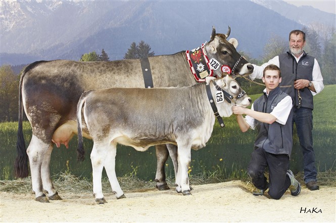 Tiroler Grauvieh – Das Juwel der Berge zu Gast im Pinzgau