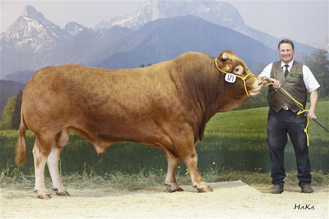 Limousin – Qualität, die überzeugt