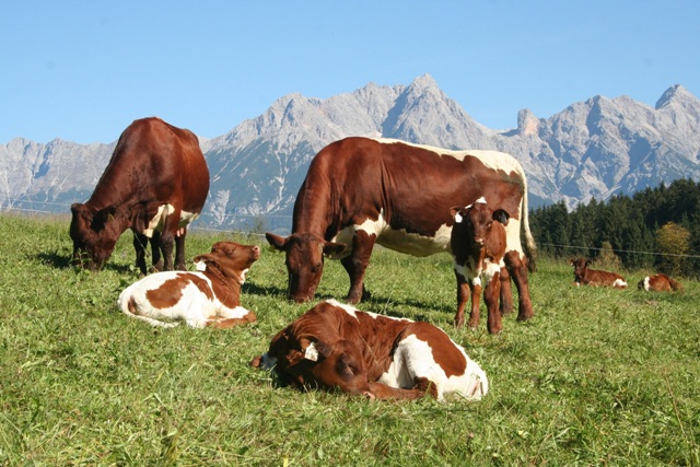 Österreichs Almen brauchen Mutterkühe